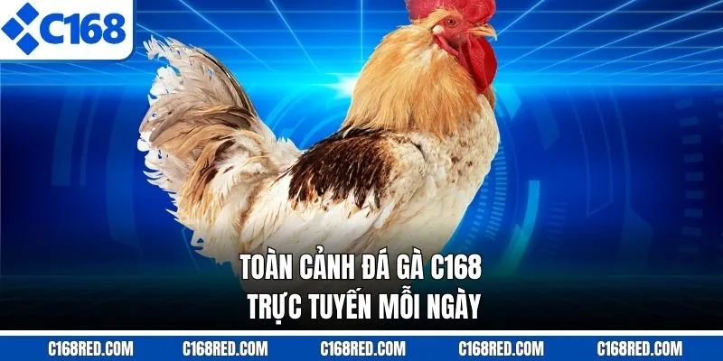 Toàn cảnh đá gà C168 trực tuyến mỗi ngày